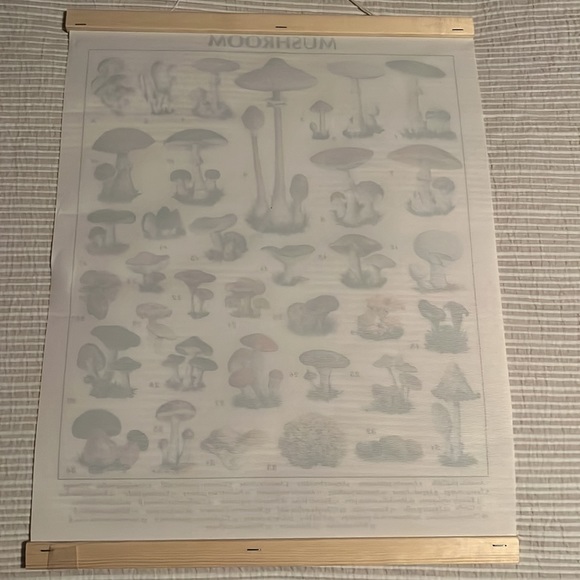 Mushroom poster - Picture 2 of 3
